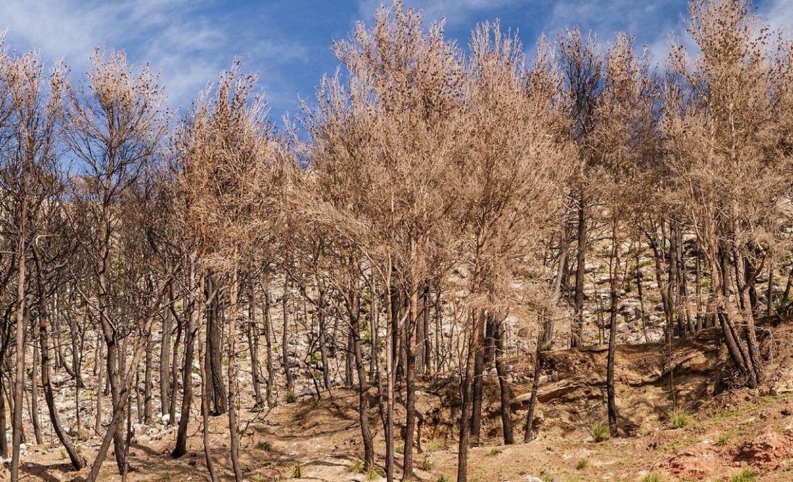America's Wildfire Problem and Climate Change Effects